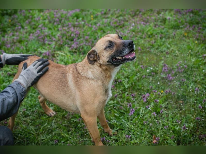 BERTA - neugieriger Balljunkie mit kleinem Handicap sucht Menschen mit Hundeerfahrung