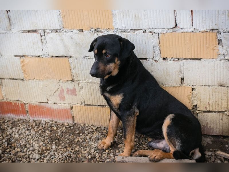 MARLEY - ich bin noch etwas zurückhaltend und suche eine liebevolle, geduldige Familie!