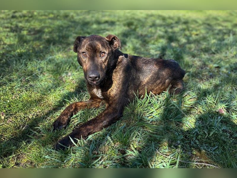 LEHMANN - der hübsche Rüde sucht ein liebevolles Für-Immer Zuhause