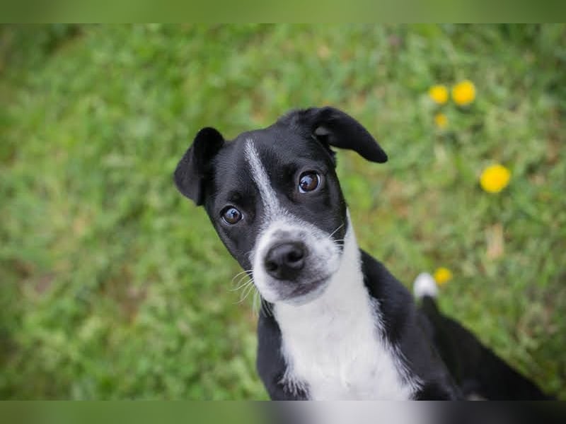 Welpe HUBSI - der fröhliche und lebhafte kleine Junge sucht eine unternehmungslustige Familie!