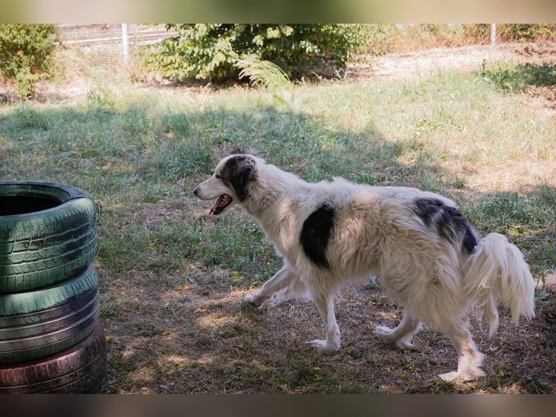 SOFIE - ich möchte so gerne deine vierbeinige Begleiterin sein!