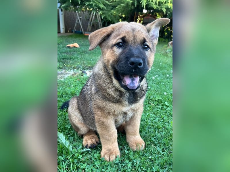 Welpe CHOPPER - der kleine Mann freut sich auf tolle Abenteuer mit seiner Familie!