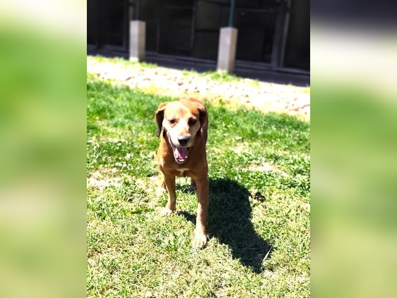 TOBI - der menschenbezogene Rüde ist im Tierheim sehr traurig und sucht ein liebes Zuhause...