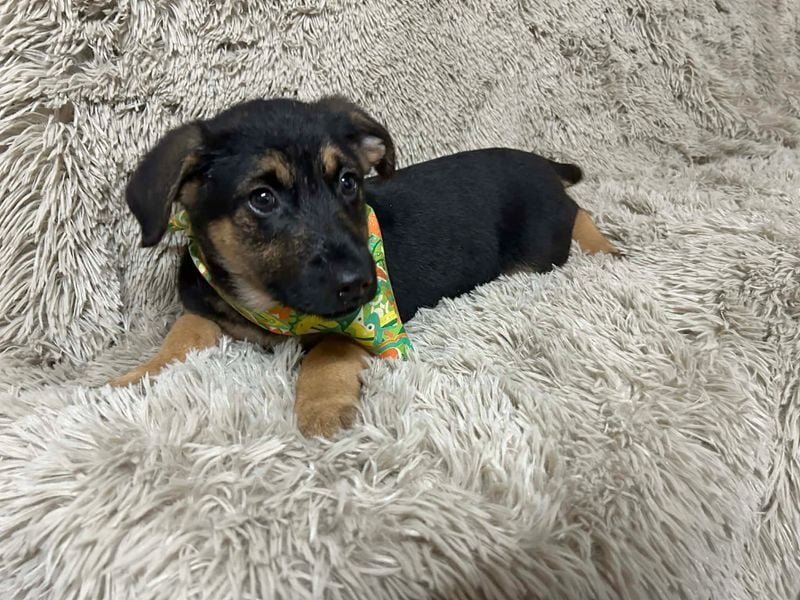 Welpe JAVID - ich freue mich auf tolle Abenteuer mit meinen Menschen!