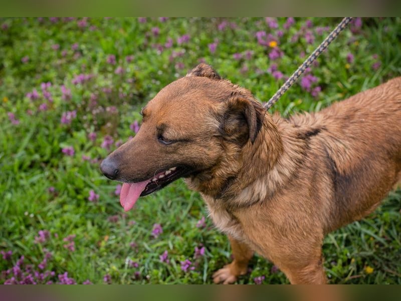 GABI - die liebe, aufgeschlossene Hündin träumt von einem liebevollen Für-Immer Zuhause