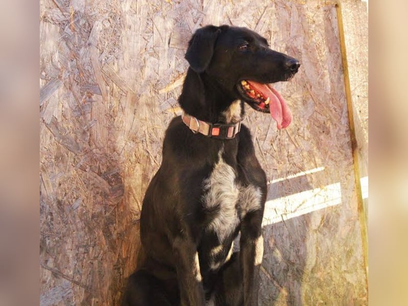 XENA - das verspielte, fröhliche Powerpaket liebt Menschen und Artgenossen!