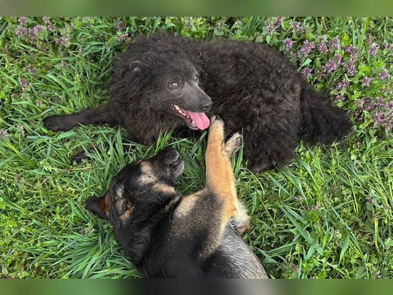 MAXI - der aufgeschlossene, fröhliche junge Rüde möchte DEIN Begleiter sein