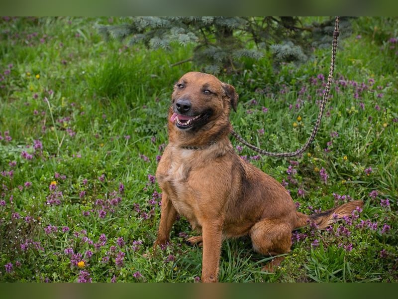 GABI - die liebe, aufgeschlossene Hündin träumt von einem liebevollen Für-Immer Zuhause