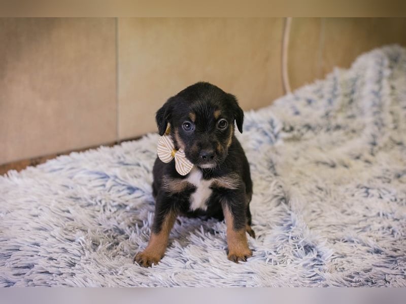 Welpe BELLA - ich möchte so gerne ein Teil deiner Familie sein!