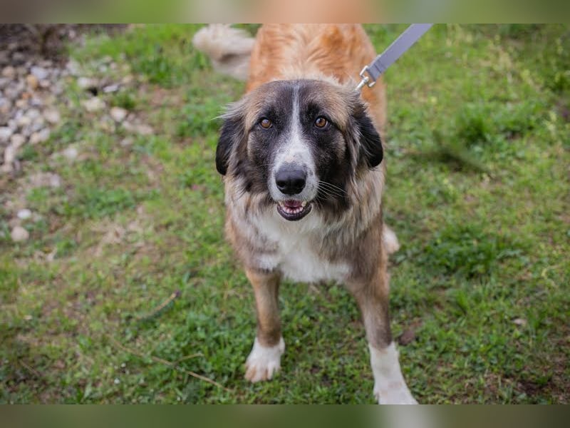 BALU - der brave, liebevolle Rüde sucht DRINGEND ein tolles Für-Immer Zuhause!!!