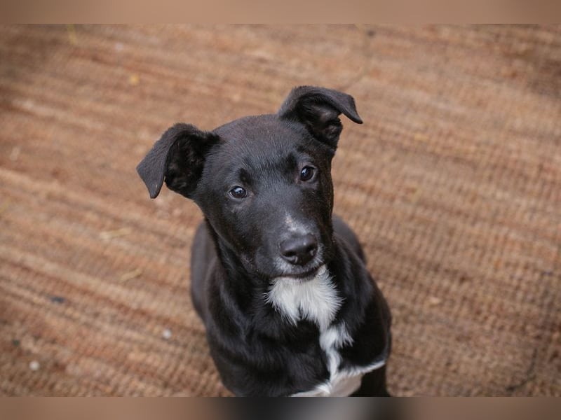 Welpe JIMMY - wenn ich groß bin möchte ich ein richtiger Familienhund sein!