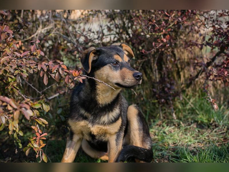 BAILEY - ich möchte so gerne ein Teil deiner Familie sein!