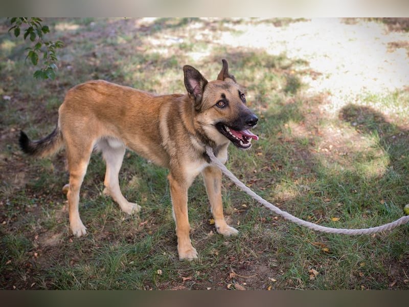 Chip 289818 - Junger Mann sucht ein aktives Zuhause