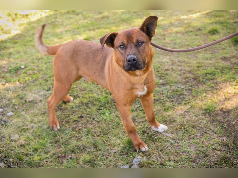CLOONEY - der hübsche Rüde sucht ein hundeerfahrenes Zuhause!