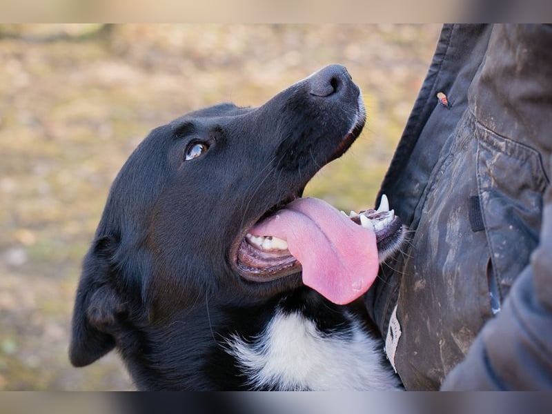 MIRAN - der aktive, zugängliche Rüde sucht eine hundeerfahrene, unternehmungslustige Familie!