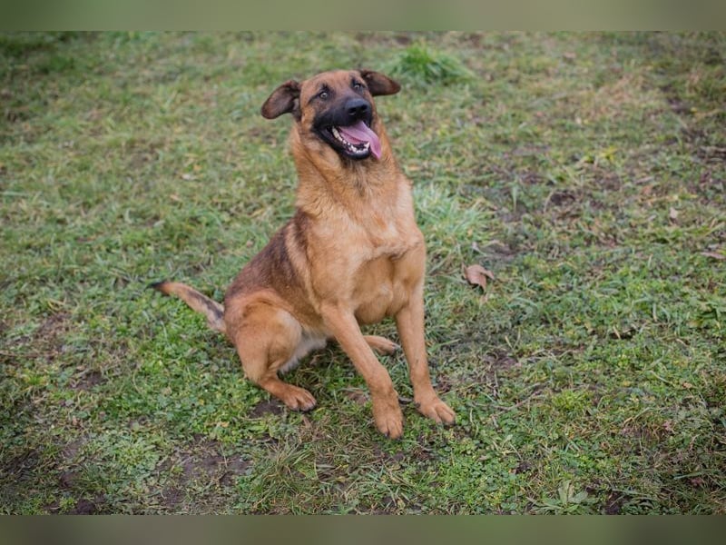 MICHAEL - der aufmerksame Rüde möchte gerne ein Teil DEINER Familie sein!