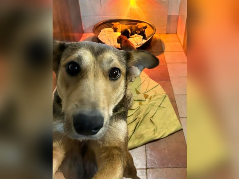 Welpe Chip-Nr. 273268 - welche liebe Familie zeigt mir, wie schön ein Hundeleben sein kann?