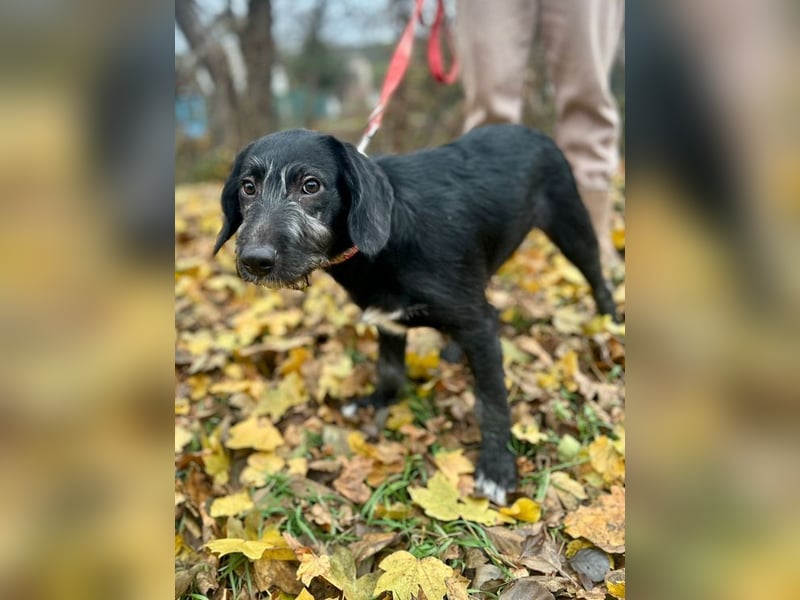 Welpe POLDI - der hübsche kleine Racker träumt von einem tollen Zuhause bei lieben Menschen