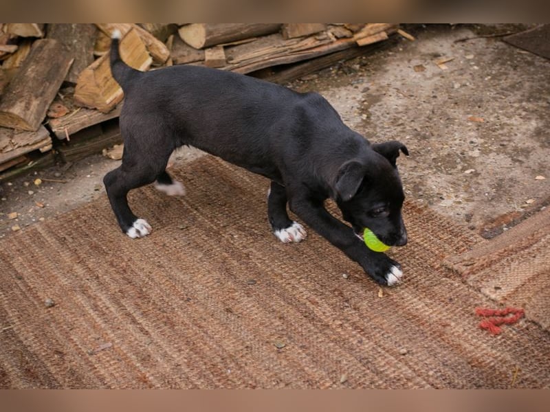 Welpe JIMMY - wenn ich groß bin möchte ich ein richtiger Familienhund sein!