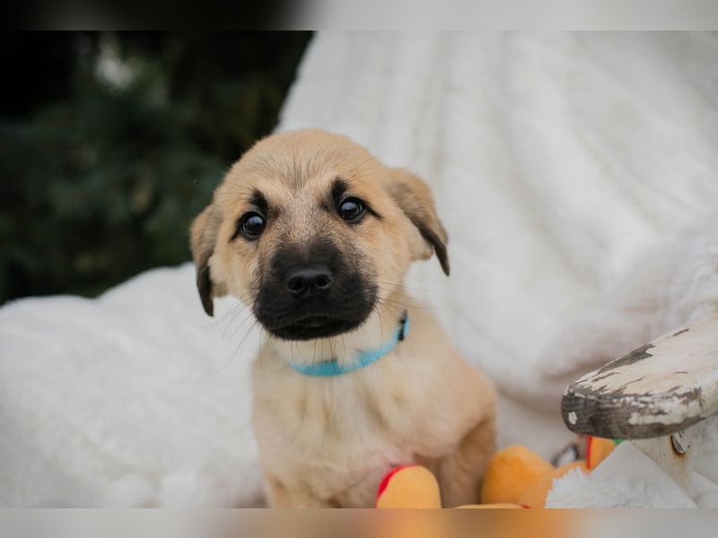 Welpe ELVIS - spielen, kuscheln, lernen... wer schenkt mir ein liebevolles Zuhause?