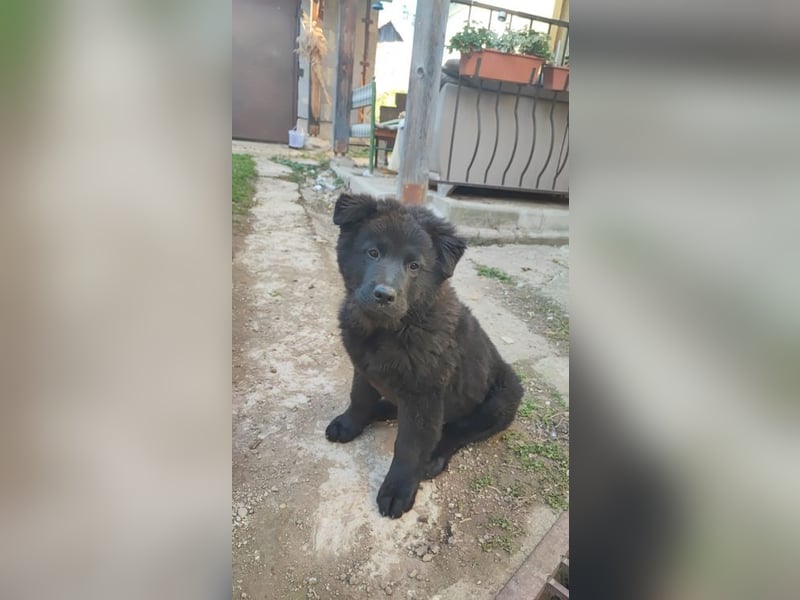 Welpe CHUNKY - wenn ich groß bin möchte ich ein richtiger Familienhund sein!