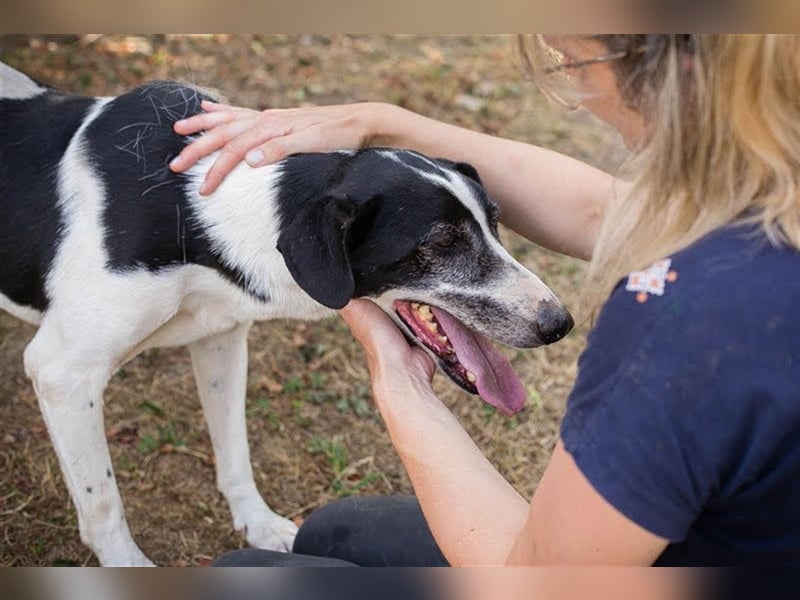 HOTSPOT - Menschen mit ganz viel Liebe, Zeit und Geduld gesucht für diesen sanften Hundejungen