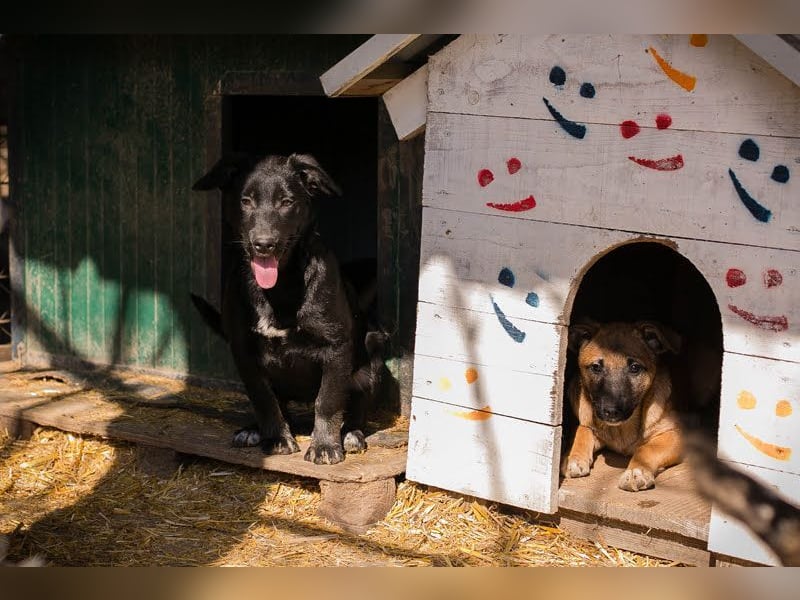 Welpe MIRA - na, kleines Mädchen, heute schon geknuddelt?