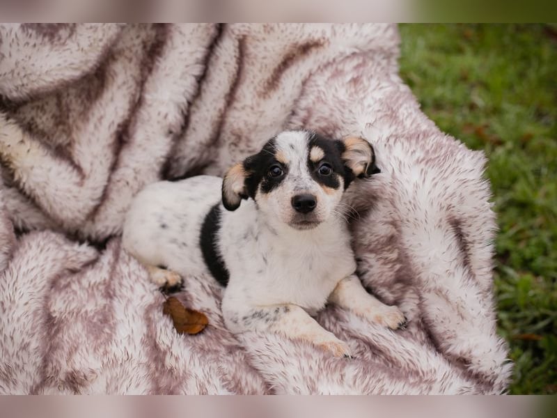 Welpe Chip-Nr. 253319 - die kleine Maus wartet sehnsüchtig auf eine eigene Familie!