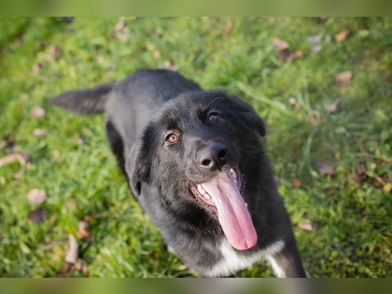 SENTA - diese tolle Begleiterin sucht ein liebevolles Für-Immer Zuhause