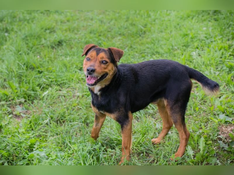 MIKI ist ein fröhlicher und freundlicher Rüde der die Nähe zu den Menschen sucht