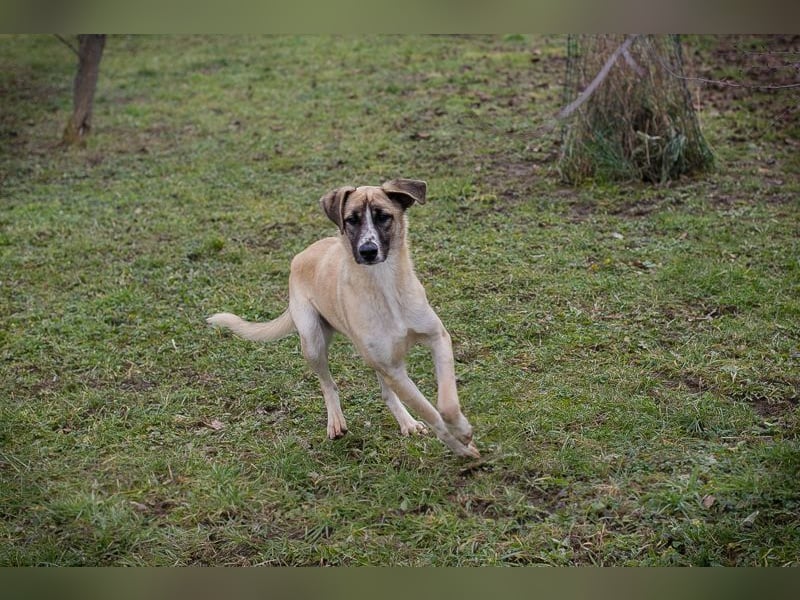 GUNTER - der süße Junghund freut sich auf tolle Abenteuer mit seinen Menschen!