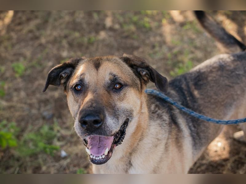 AMIRO - wer zeigt dem hübschen, kräftigen Jungen wie ein tolles Hundeleben aussieht?