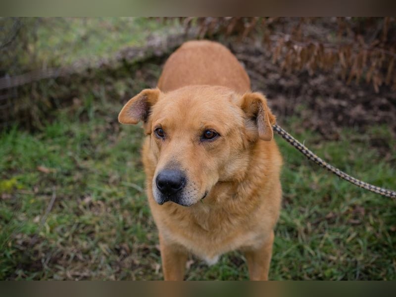 TYLER - schenkst du mir ein Für-Immer Zuhause?