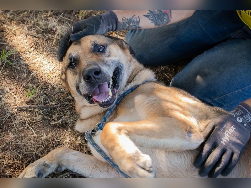 AMIRO - wer zeigt dem hübschen, kräftigen Jungen wie ein tolles Hundeleben aussieht?
