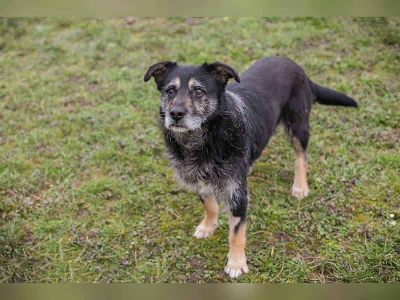 Chip-Nr. 271455 - ich  freue mich darauf, mit meinen Menschen die Welt zu entdecken!