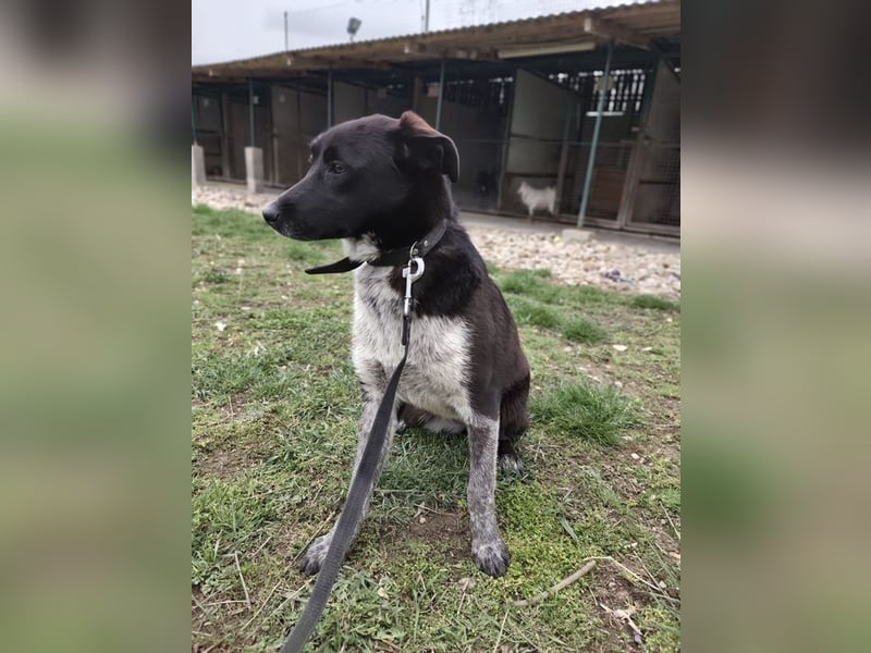 WALLI - die temperamentvolle Hündin sucht eine unternehmungslustige Familie