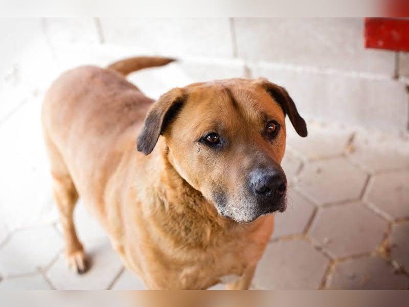 JOSCHKO - wer möchte dem kräftigen Senior zeigen, wie schön das Leben in einer Familie sein kann?
