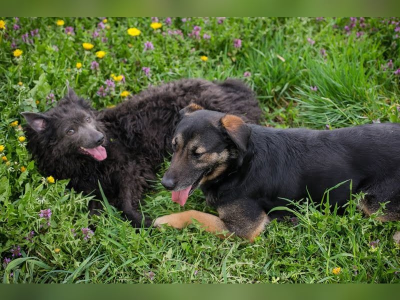 MAXI - der aufgeschlossene, fröhliche junge Rüde möchte DEIN Begleiter sein