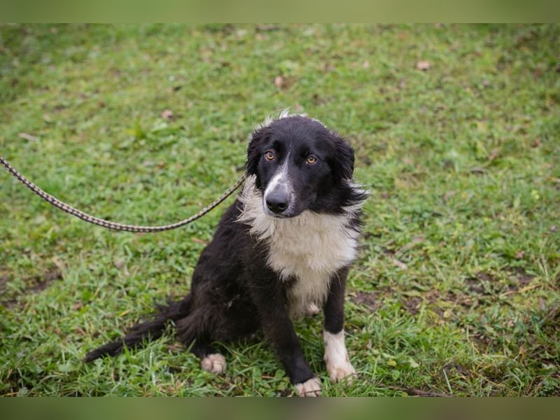 INDIE - ich möchte so gerne DEINE vierbeinige Begleiterin sein!