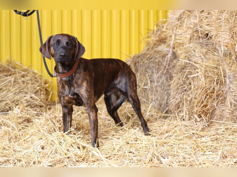 REX - Aktiv, verspielt, zurückhaltend.....wer möchte mit ihm lange Spaziergänge machen???