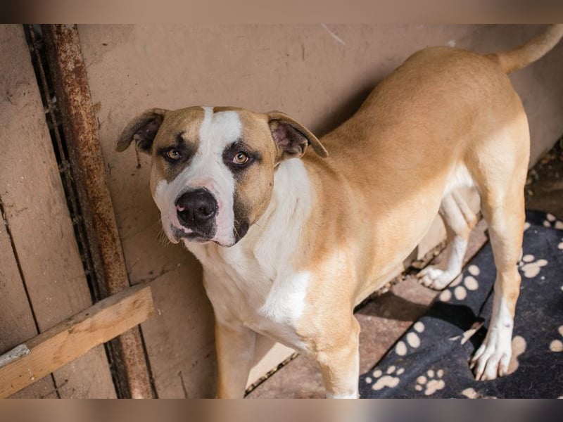 FERRO - der hübsche Junge liebt die Menschen und wünscht sich ein tolles Zuhause