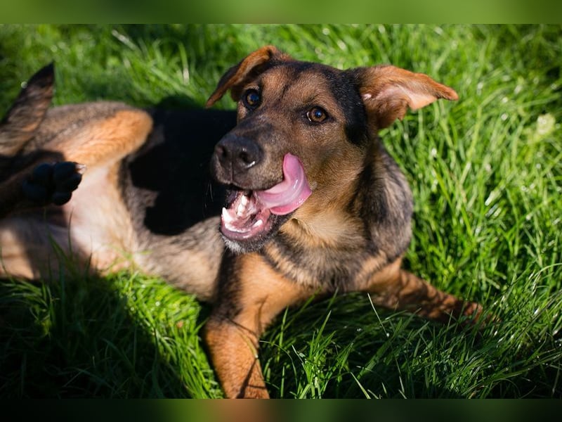 STINA - die aufgeweckte Hündin liebt es zu spielen und zu kuscheln