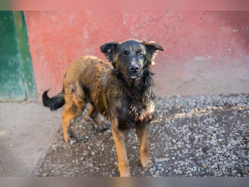 DOBBY - der aktive und verspielte Rüde möchte mit seinen Menschen spielen, toben, lernen..