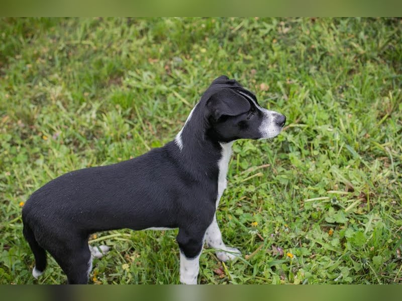Welpe HUBSI - der fröhliche und lebhafte kleine Junge sucht eine unternehmungslustige Familie!