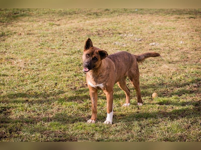 CARDI - die aktive, soziale und verspielte Hündin möchte ein Teil DEINER Familie sein!