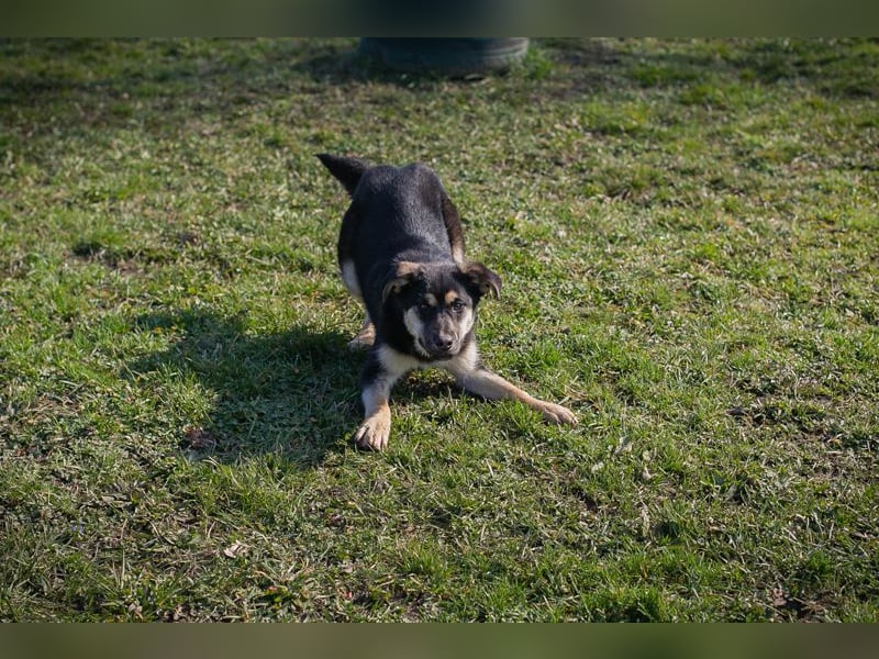 RIVER - wenn ich groß bin möchte ich ein richtiger Familienhund sein!