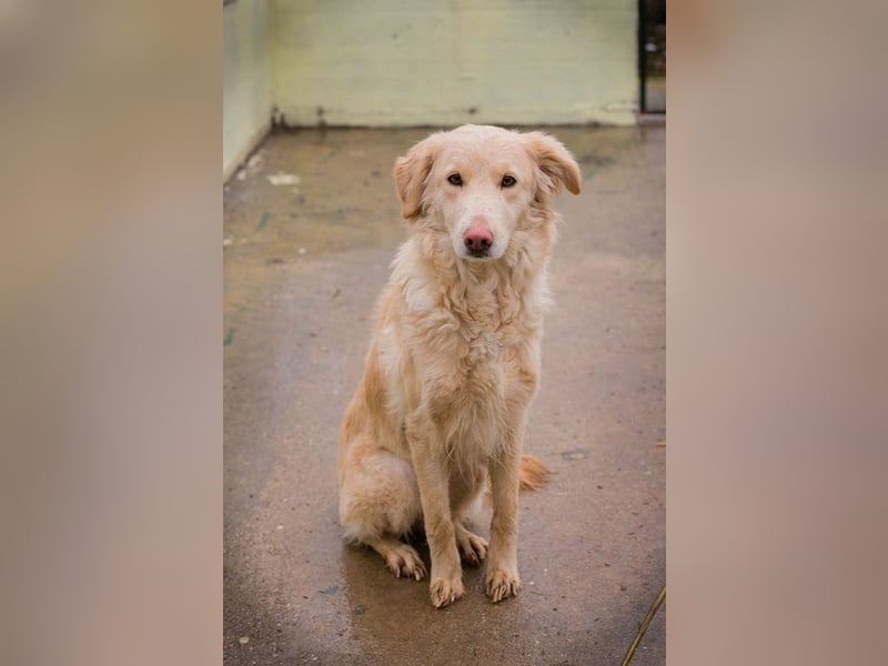 SUNNY - die süße Hündin ist noch ängstlich, daher sucht sie ein Zuhause bei geduldigen Menschen