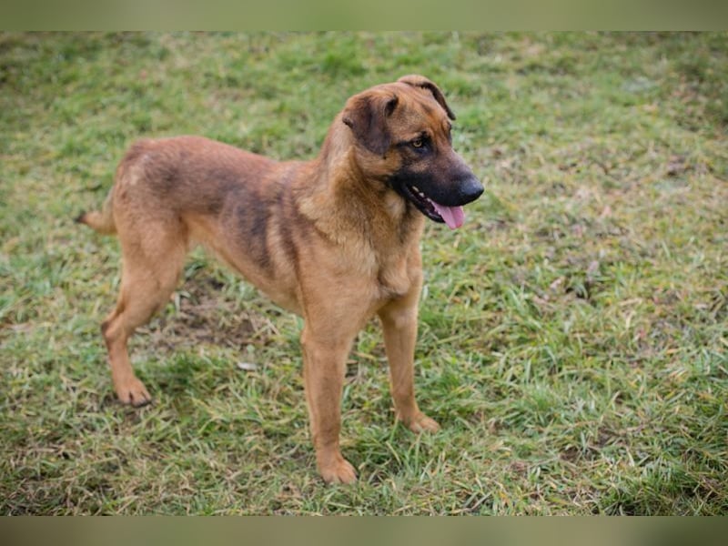 MICHAEL - der aufmerksame Rüde möchte gerne ein Teil DEINER Familie sein!