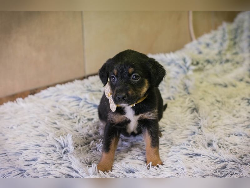 Welpe BELLA - ich möchte so gerne ein Teil deiner Familie sein!