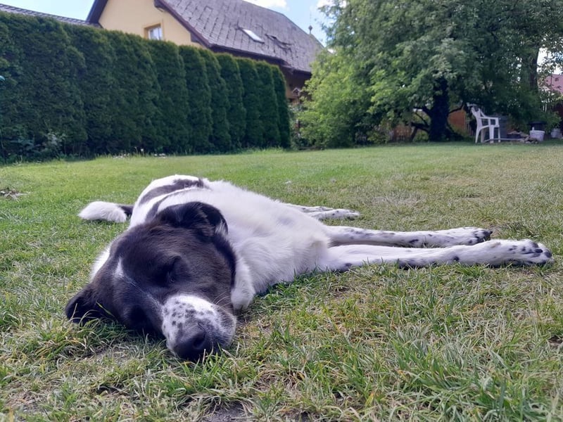 DIO - der brave, gehorsame und sensible Rüde sucht ein neues Zuhause bei lieben Menschen!